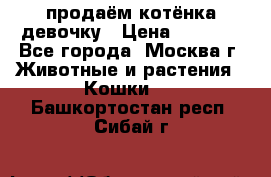 продаём котёнка девочку › Цена ­ 6 500 - Все города, Москва г. Животные и растения » Кошки   . Башкортостан респ.,Сибай г.